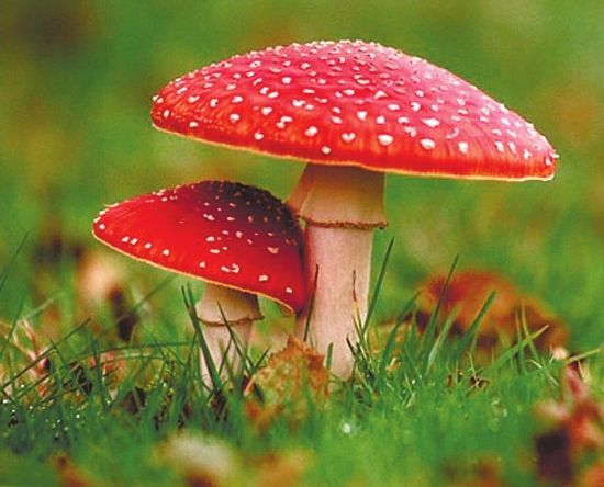 食用野生菌中毒防治知识