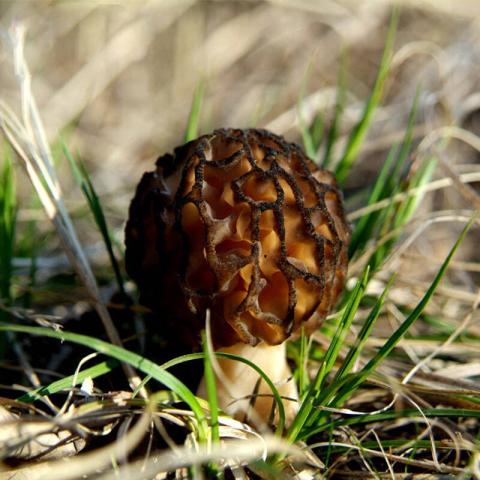 村里一种野生菌，现在逐步减少，一斤600多元价值很珍贵